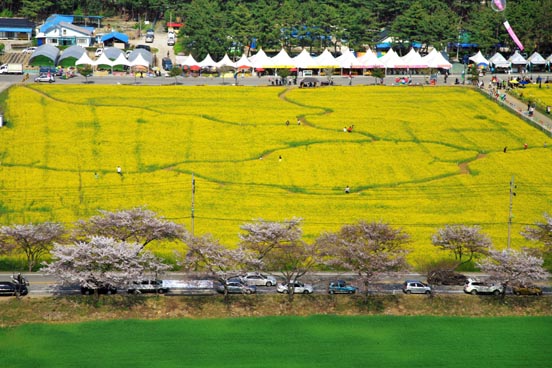 Maengbang Canola Flower Festival