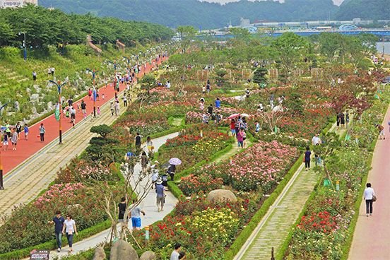 Samcheok Rose Festival
