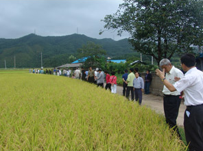 고품질 쌀 안정생산 기술보급 관련이미지