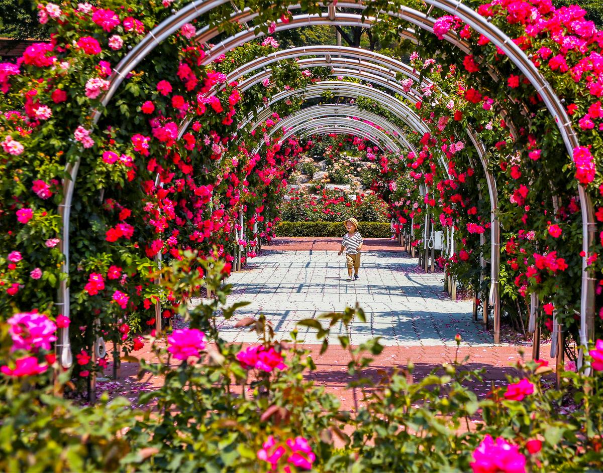 Сколько раз цветут розы. Сеул парк роз. Розарий в Италии. Пылтсамаа розарий. Сад роз Бангкок.