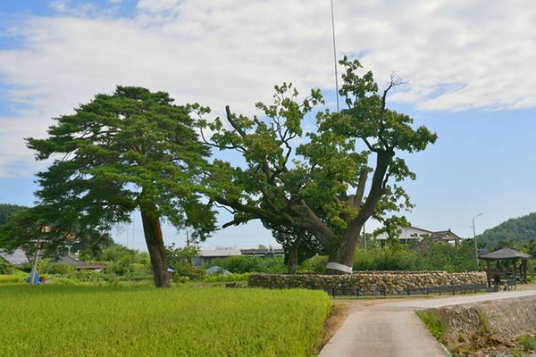 삼척궁촌리의 음나무(近德面의음나무) 사진2