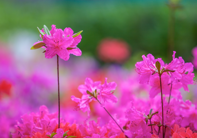 시화 - 철쭉 (City Flower : a royal azalea)