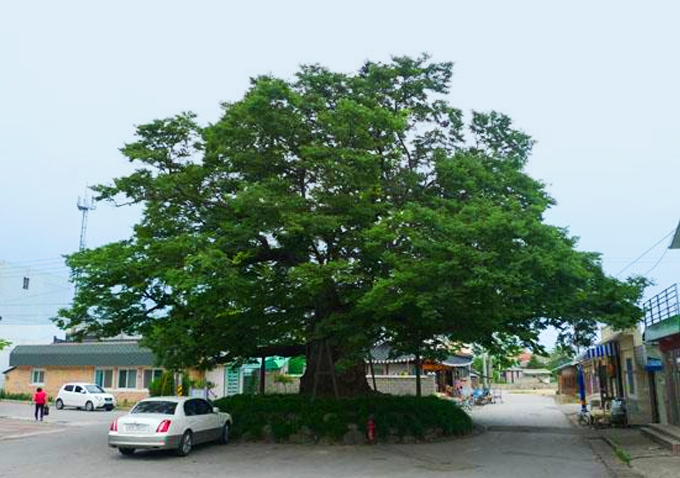 시목 - 느티나무 (City Tree : a zelkova)
