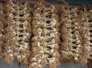 조직배양 우량종묘 생산 보급 내 마늘 이미지