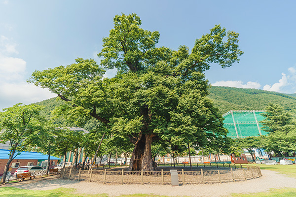 긴잎느티나무(도계 느티나무 공원)